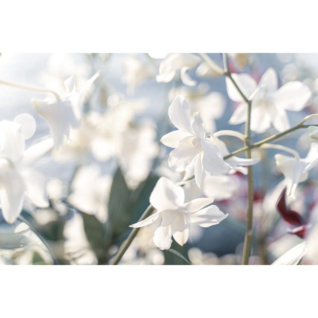 Orchid on Blur by Kaipungyai - Wrapped Canvas Photograph 17 Stories Size: 61cm H x 91cm W on Productcaster.