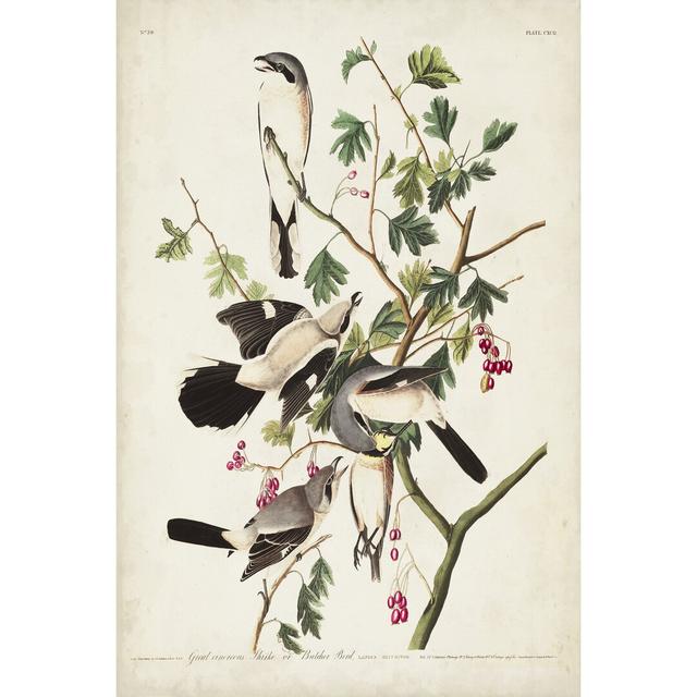 Pl 192 Great Cinereous Shrike by John Audubon - Wrapped Canvas Painting Marlow Home Co. Size: 30cm H x 20cm W on Productcaster.