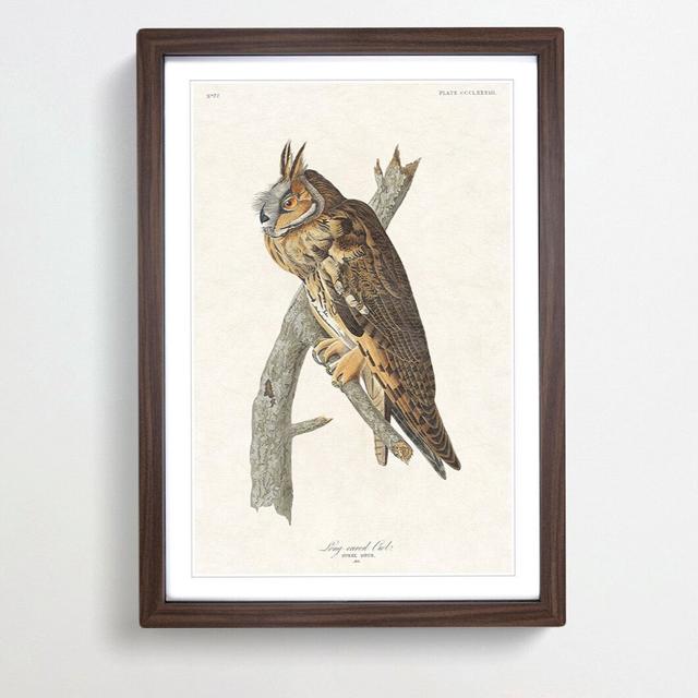 Long-Eared Owl by John Audubon - Picture Frame Painting Print East Urban Home Size: 48cm H x 36cm W x 2cm D, Frame Option: Walnut Framed on Productcaster.