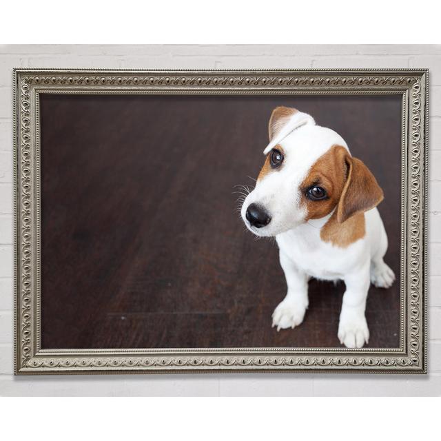 Inquisitive Dog Jack Russell Pup Framed Print Brayden Studio Size: 29.7cm H x 42cm W x 3cm D, Format: Silver Framed Paper on Productcaster.