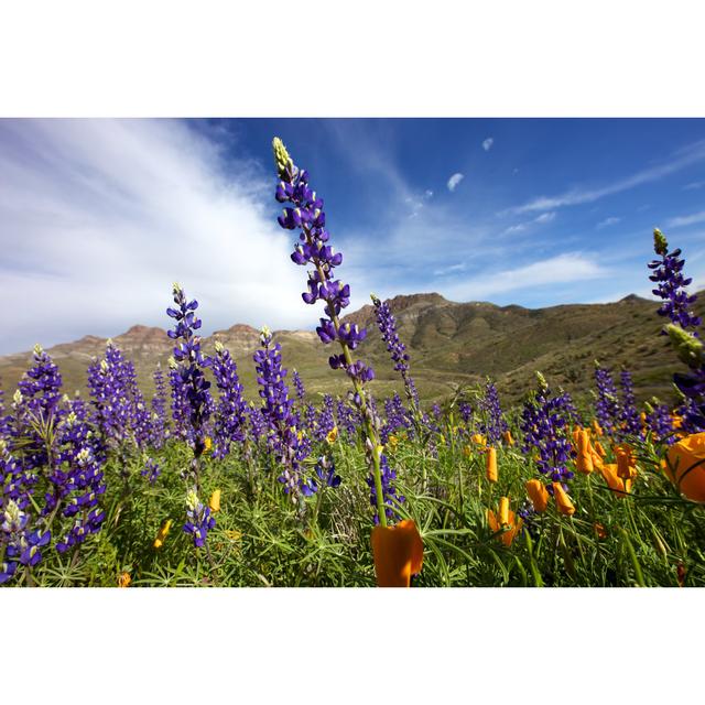 Arizona Wildflowers In The Sun von Srabin - Kunstdrucke auf Leinwand ohne Rahmen ModernMoments Größe: 80 cm H x 120 cm B on Productcaster.