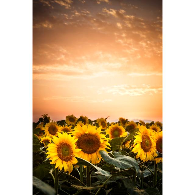 Sunflowers At Dusk by Xavierarnau - Photographic Print Brambly Cottage Size: 122cm H x 81cm W on Productcaster.