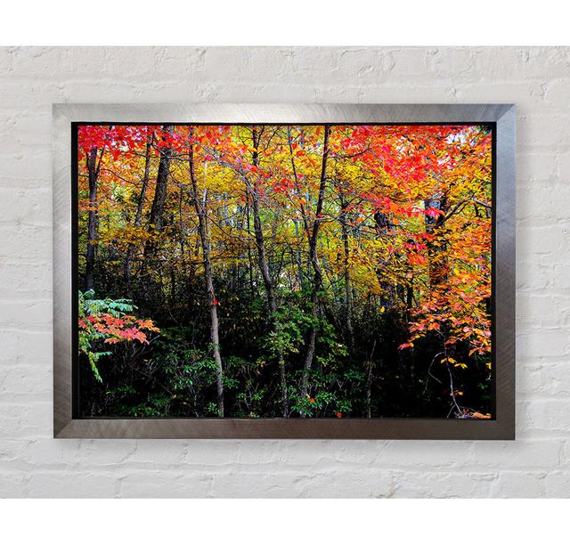 Stunning Colourful Autumn Forest - Single Picture Frame Art Prints Bright Star Size: 100cm H x 141.4cm W x 3.4cm D on Productcaster.