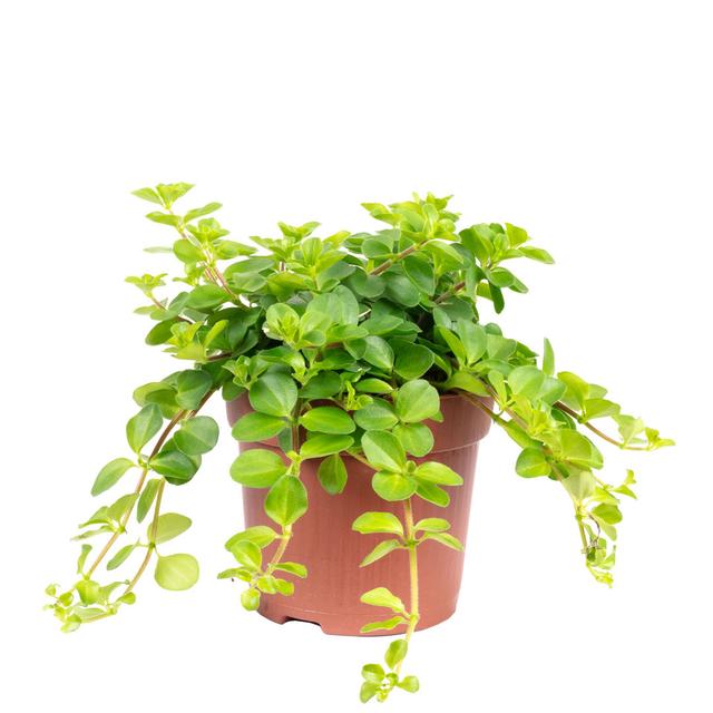 "Smit Rondo Venetiano" - Peperomia rotundifolia The Seasonal Aisle on Productcaster.