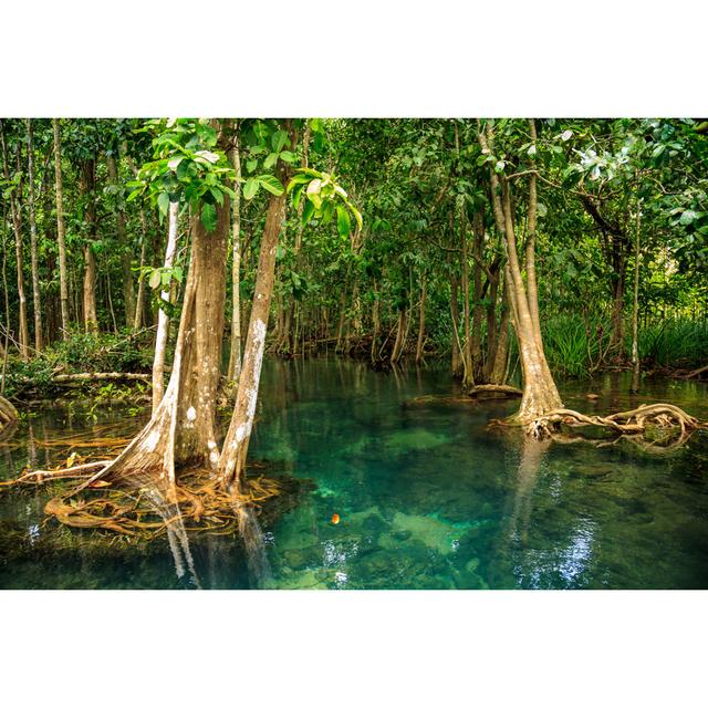 Mangrove Forest by Khunjompol - Wrapped Canvas Photograph Alpen Home Size: 51cm H x 76cm W on Productcaster.