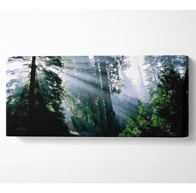 Sunbeams Through The Green Forest - Print Union Rustic Size: 40.6cm H x 101.6cm W x 10cm D on Productcaster.