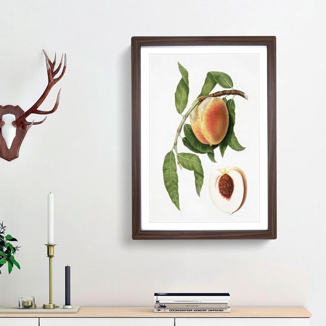 Juicy Peach Tree by Giorgio Gallesio - Picture Frame Graphic Art Print East Urban Home Frame Option: Walnut Framed, Size: 36cm H x 27cm W x 2cm D on Productcaster.