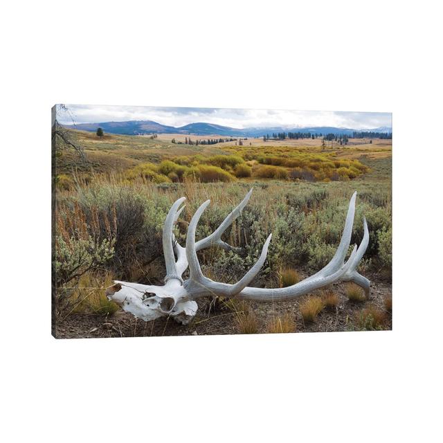 Rocky Mountain Elk Skull by Ken Archer - Wrapped Canvas Art Prints Alpen Home Size: 30.48cm H x 45.72cm W x 1.91 cm D on Productcaster.