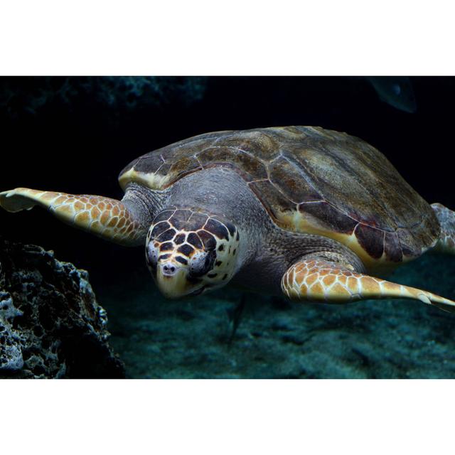 Loggerhead Sea Turtle - Wrapped Canvas Photograph Bay Isle Home Size: 51cm H x 76cm W on Productcaster.