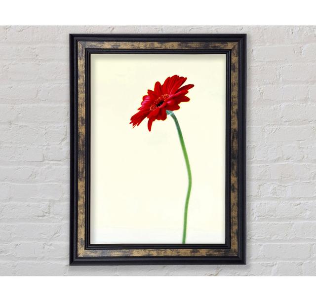 Single Red Gerbera - Single Picture Frame Art Prints Bright Star Size: 59.7cm H x 42cm W x 8cm D on Productcaster.