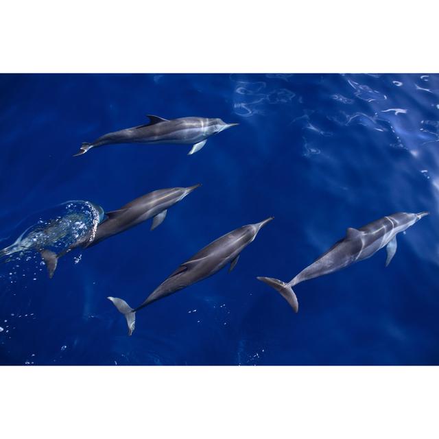 Spinner Dolphins, Atlantic Ocean - Wrapped Canvas Photograph House of Hampton Size: 20cm H x 30cm W x 3.8cm D on Productcaster.