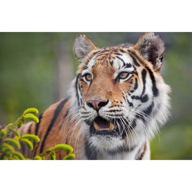 Amur Tiger by LordRunar - No Frame Art Prints on Canvas 17 Stories Size: 81cm H x 122cm W on Productcaster.