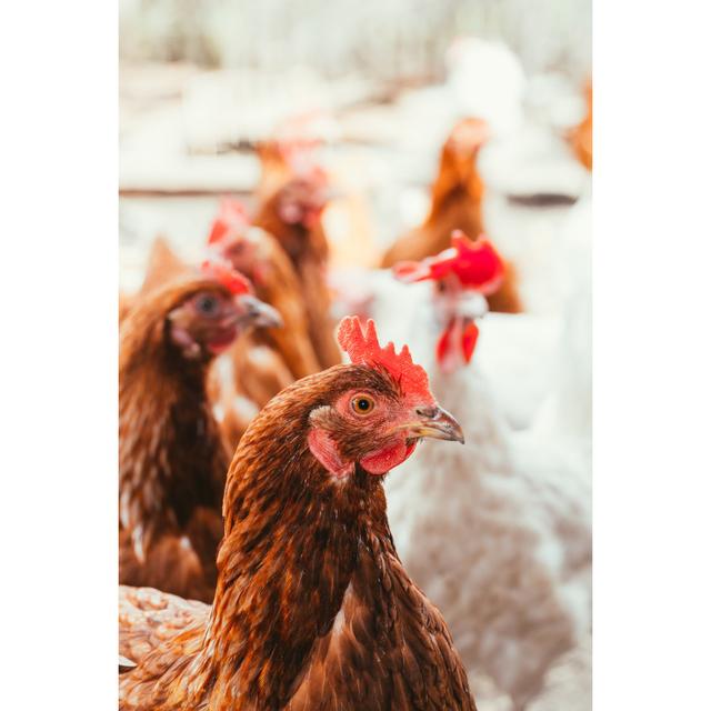 Chicken and Rooster Walking Around the Yard by Ruslan117 - Wrapped Canvas Photograph August Grove Size: 30cm H x 20cm W x 3.8cm D on Productcaster.