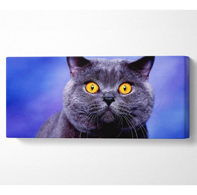 Heres Looking At You Cat Yellow Eyes - Wrapped Canvas Art Prints Ebern Designs Size: 81.3cm H x 183cm W x 10cm D on Productcaster.