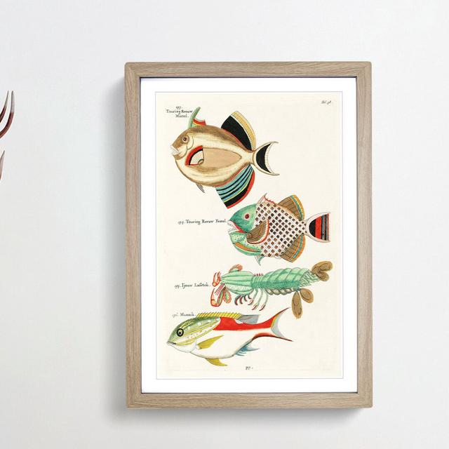 East Indies Fish & Lobster Illustrations Fol. 38 by Louis Renard - Picture Frame Painting Print East Urban Home Frame Option: Oak Framed, Size: 48cm H on Productcaster.