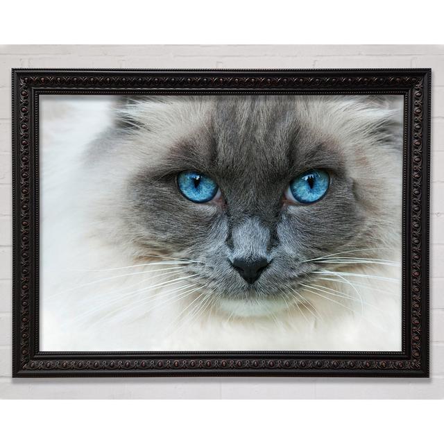 Ragdoll Cat Face Framed Print Bright Star Size: 84.1cm H x 118.9cm W on Productcaster.