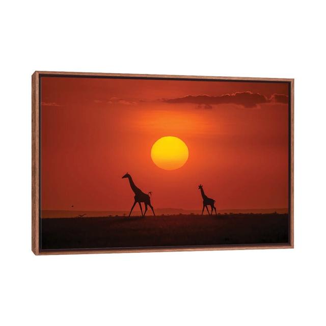 Giraffes In The Sunset by Hua Zhu - Floater Frame Print on Canvas Ebern Designs Format: Brown, Size: 45.72cm H x 66.04cm W x 3.81cm D on Productcaster.