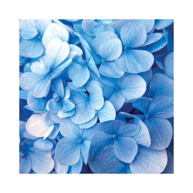 Blue Flowers - Photograph Print on Canvas 17 Stories Size: 93.98cm H x 93.98cm W x 1.91cm D, Frame Option: No Framed on Productcaster.