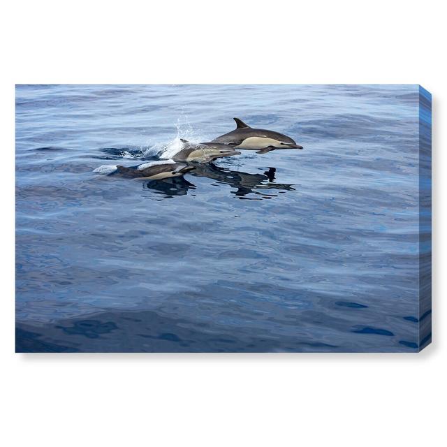 Common Dolphin Mexico by David Fleetham - Wrapped Canvas Print East Urban Home Size: 76.2cm H x 114.3cm W x 3.81cm D on Productcaster.