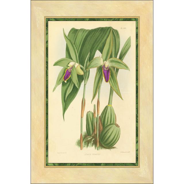 Fitch Orchid VI by J. N. Fitch - Wrapped Canvas Painting Lily Manor Size: 91cm H x 61cm W on Productcaster.