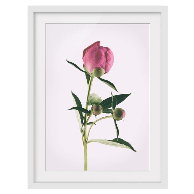 Peony Pink on White - Picture Frame Photograph Canora Grey Size: 40cm H x 30cm W x 2cm D, Framed Option: White Framed on Productcaster.