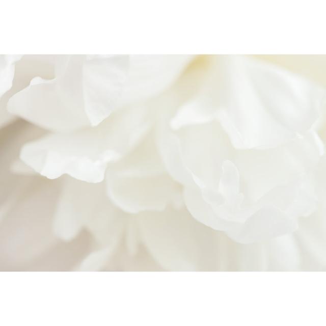 White Peony Flower by Zolga_F - Wrapped Canvas Photograph Metro Lane Size: 30cm H x 46cm W on Productcaster.