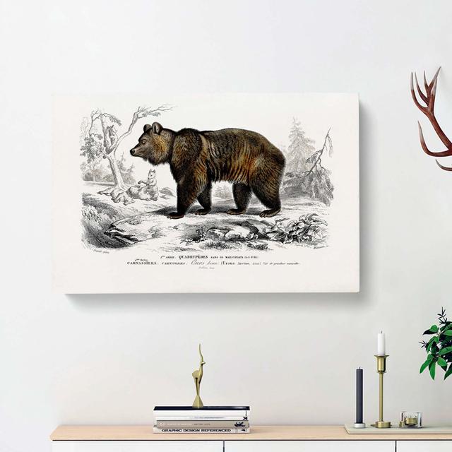 Brown Bear by Charles D' Orbigny - Wrapped Canvas Painting Print East Urban Home Size: 50cm H x 76cm W x 3cm D on Productcaster.