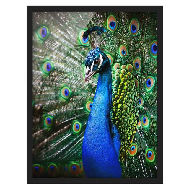 Noble Peacock - Picture Frame Graphic Art Bay Isle Home Frame Option: Black Framed, Size: 100cm H x 70cm W x 2cm D on Productcaster.