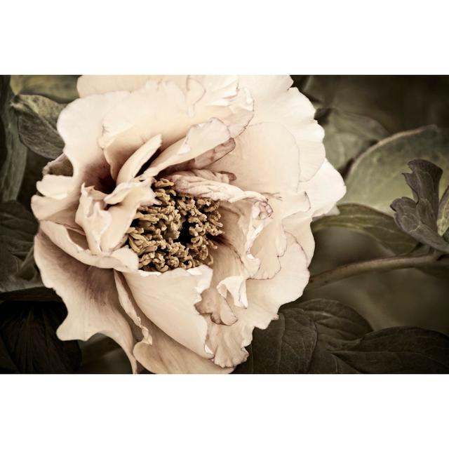 Golden Era Peony I - Wrapped Canvas Print Rosalind Wheeler Size: 51cm H x 76cm W x 3.8cm D on Productcaster.