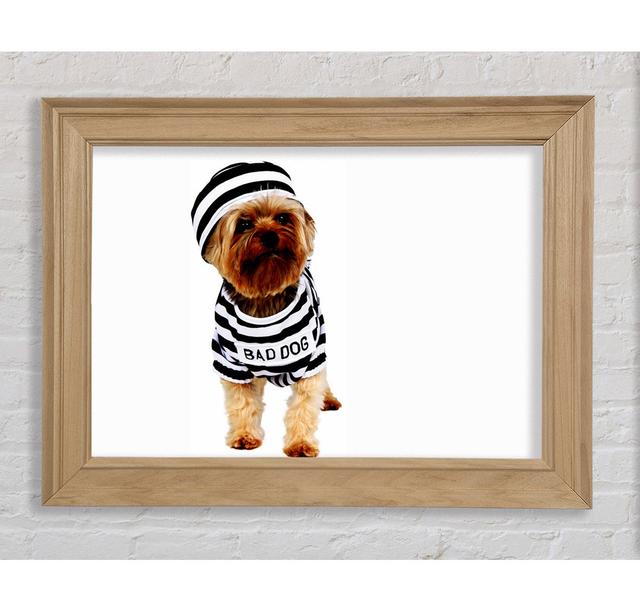 Bad Dog Framed Print Bright Star Size: 42cm H x 59.7cm W on Productcaster.