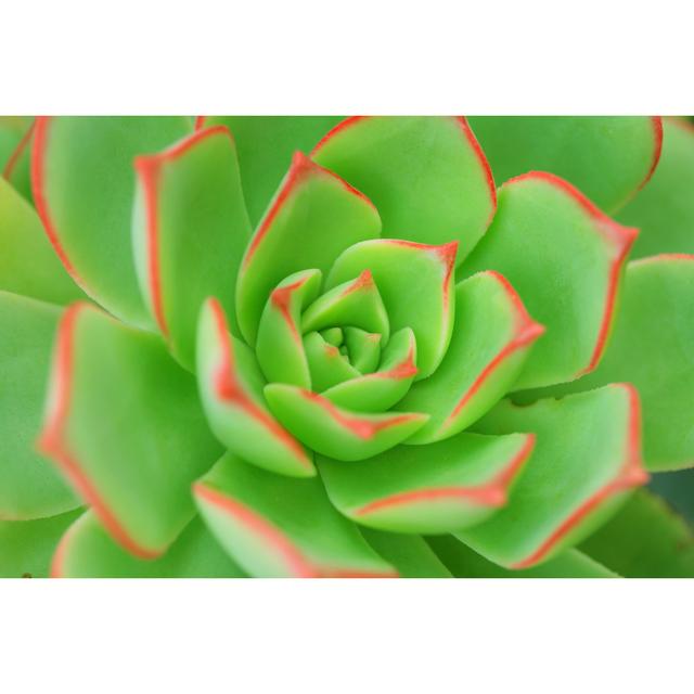 Aeonium Background - Wrapped Canvas Photograph World Menagerie Size: 61cm H x 91cm W on Productcaster.