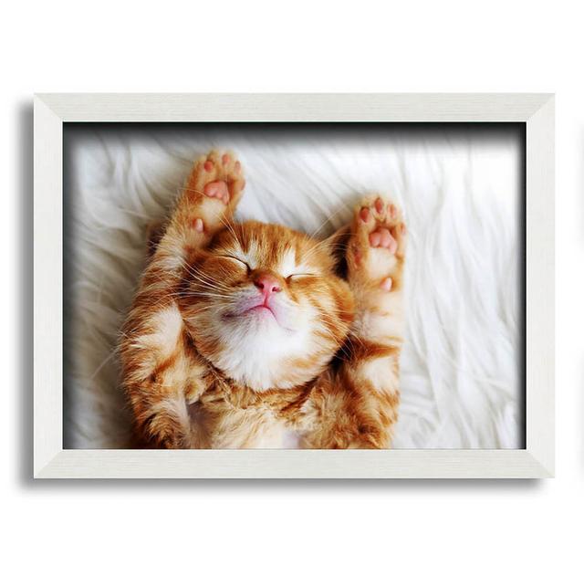 Samrat Cat Snooze - Print Latitude Run Size: 42cm H x 59.7cm W x 10cm D on Productcaster.