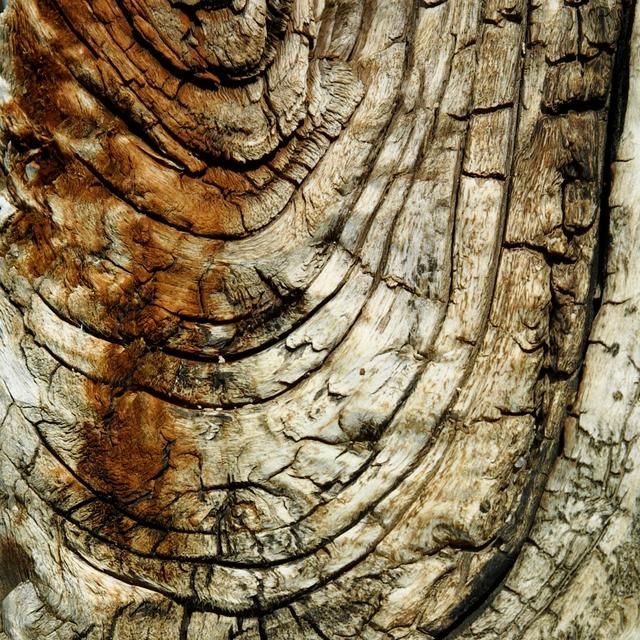 Natures Textures III by Vision Studio - Wrapped Canvas Print Union Rustic Size: 122cm H x 122cm W on Productcaster.