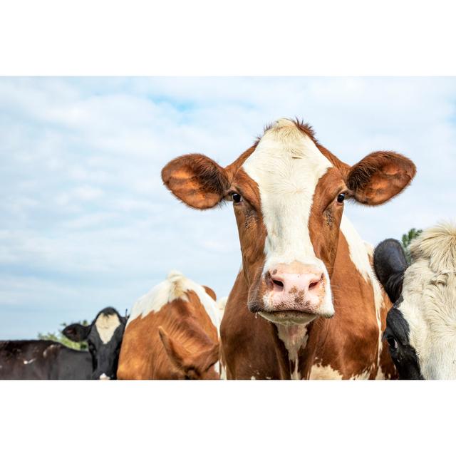 Head of a Cow - Wrapped Canvas Photograph Brambly Cottage Size: 51cm H x 76cm W x 3.8cm D on Productcaster.