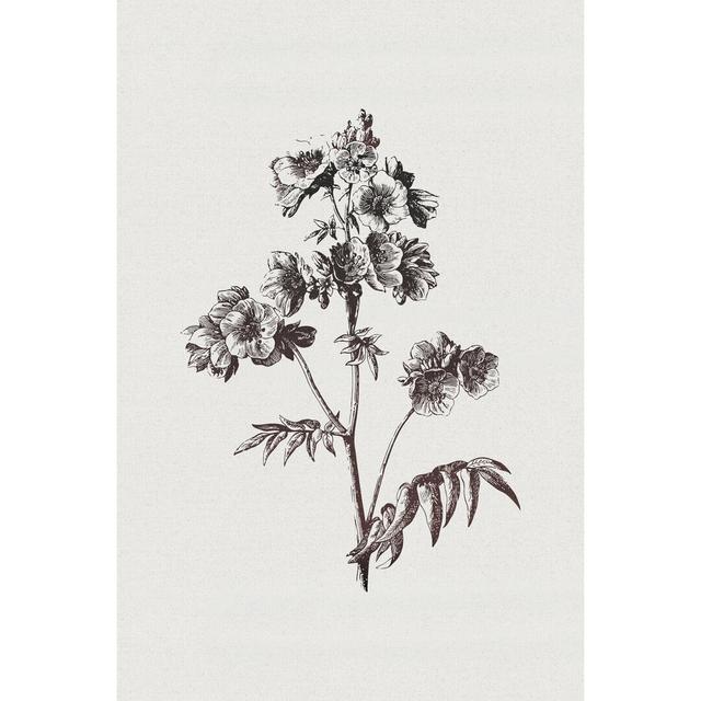 Botanical Etching on Linen - Wrapped Canvas Drawing Rosalind Wheeler Size: 30cm H x 20cm W on Productcaster.