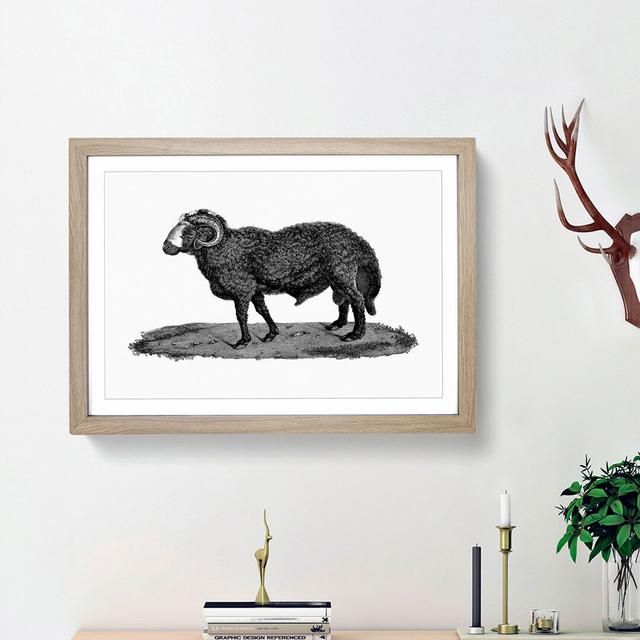 Sheep Illustration - Picture Frame Drawing Print East Urban Home Frame Option: Oak Framed, Size: 36cm H x 48cm W x 2cm D on Productcaster.