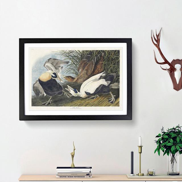 Eider Duck by John Audubon - Picture Frame Painting Print East Urban Home Size: 27cm H x 36cm W x 2cm D, Frame Option: Black Framed on Productcaster.