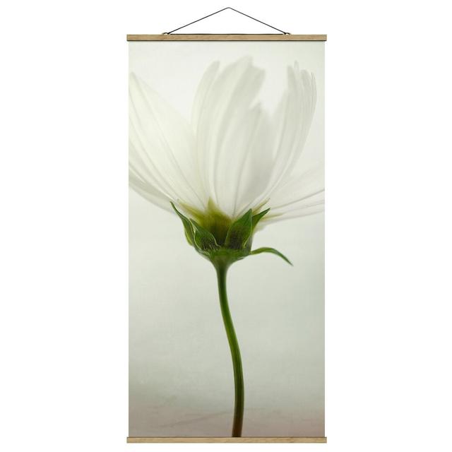 White Cosmea - Photograph Print Ebern Designs Size: 100cm H x 50cm W x 0.3cm D on Productcaster.