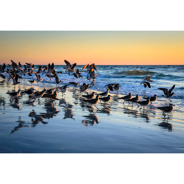 Flock Of Seagulls by Csfotoimages - Wrapped Canvas Photograph House of Hampton Size: 20cm H x 30cm W x 3.8cm D on Productcaster.