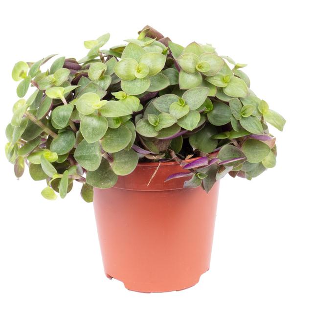 Malaki Creeping Beautiful Upholstery - Callisia Turtle "Smit Bambino" Plant The Seasonal Aisle on Productcaster.