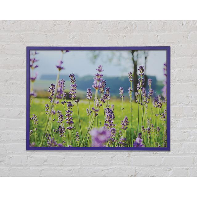 Tiny Flowers Suspended Above The Grass Framed Print Ophelia & Co. Size: 29.7cm H x 42cm W x 2cm D on Productcaster.