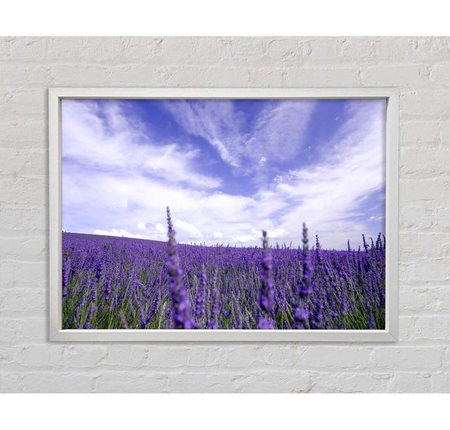 Lavender Field In The Sky Framed Print Fleur De Lis Living Size: 59.7cm H x 84.1cm W x 3.3cm D on Productcaster.