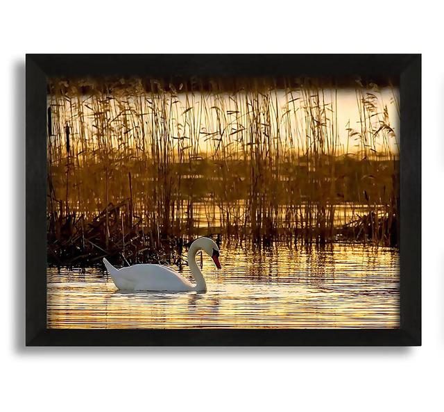 Swan Lake - Picture Frame Graphic Art on Canvas Ebern Designs Size: 30cm H x 42cm W x 10cm D on Productcaster.