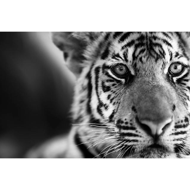 Tiger Portrait - Wrapped Canvas Photograph 17 Stories Size: 81cm H x 122cm W x 3.8cm D on Productcaster.