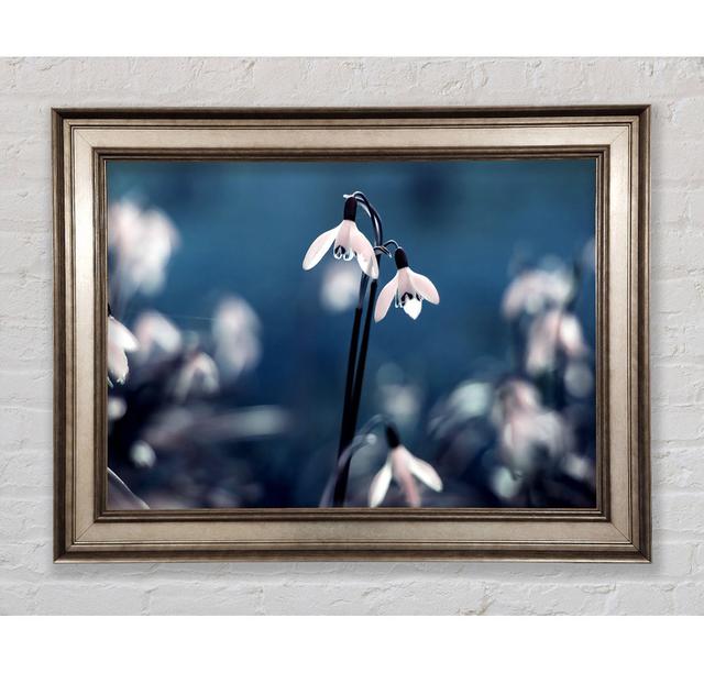 Opened Snowdrops - Single Picture Frame Art Prints Bright Star Size: 59.7cm H x 84.1cm W on Productcaster.