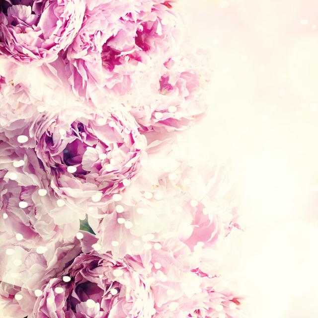 Fresh Peony. - Wrapped Canvas Photograph Rosdorf Park Size: 51cm H x 51cm W on Productcaster.