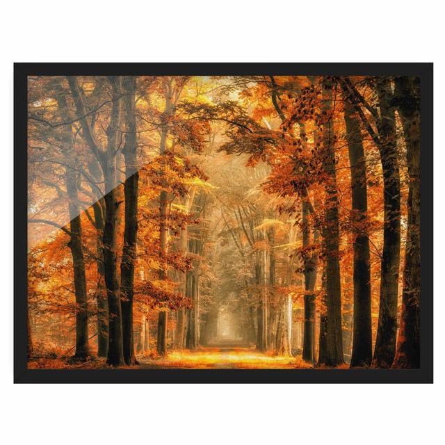 Fairytale Forest in Autumn - Picture Frame Photograph Union Rustic Frame Option: Black Framed, Size: 30cm H x 40cm W x 2cm D on Productcaster.