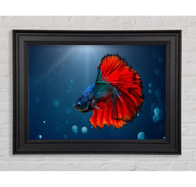 The Siamese Fighter Fish House of Hampton Size: 29.7cm H x 42cm W x 8cm D, Format: Black Framed Paper on Productcaster.