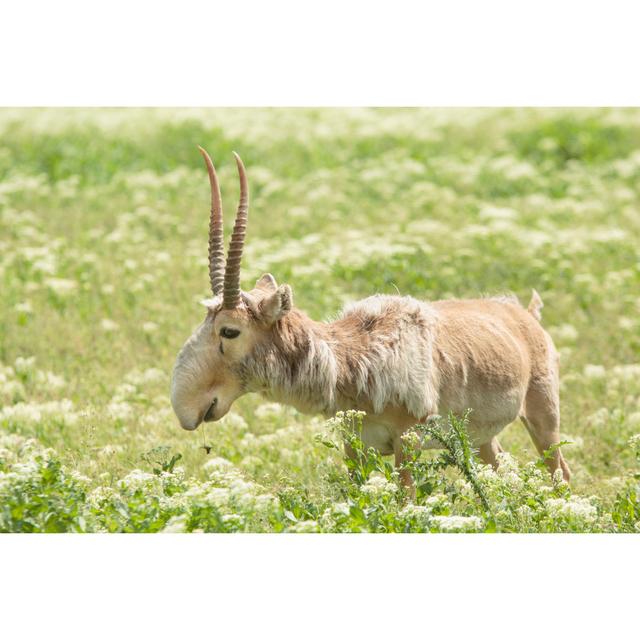 Saiga - Wrapped Canvas Photograph August Grove Size: 30cm H x 46cm W on Productcaster.