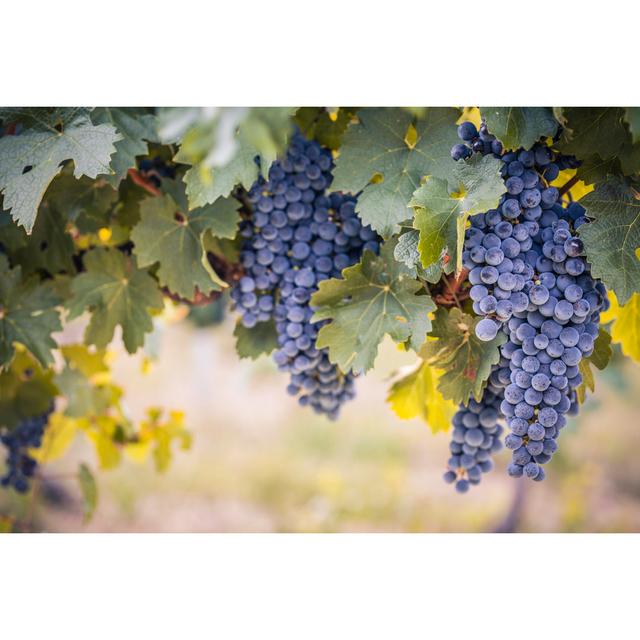 Red Wine Grapes on the Vine - Wrapped Canvas Photograph Ebern Designs Size: 81cm H x 122cm W on Productcaster.